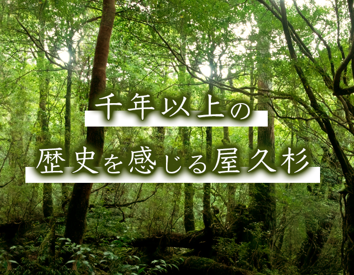 千年以上長く樹勢してきた長寿の樹木屋久杉を贅沢に使用しています