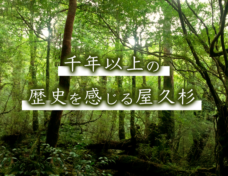 千年以上の歴史を感じる屋久杉が使われています