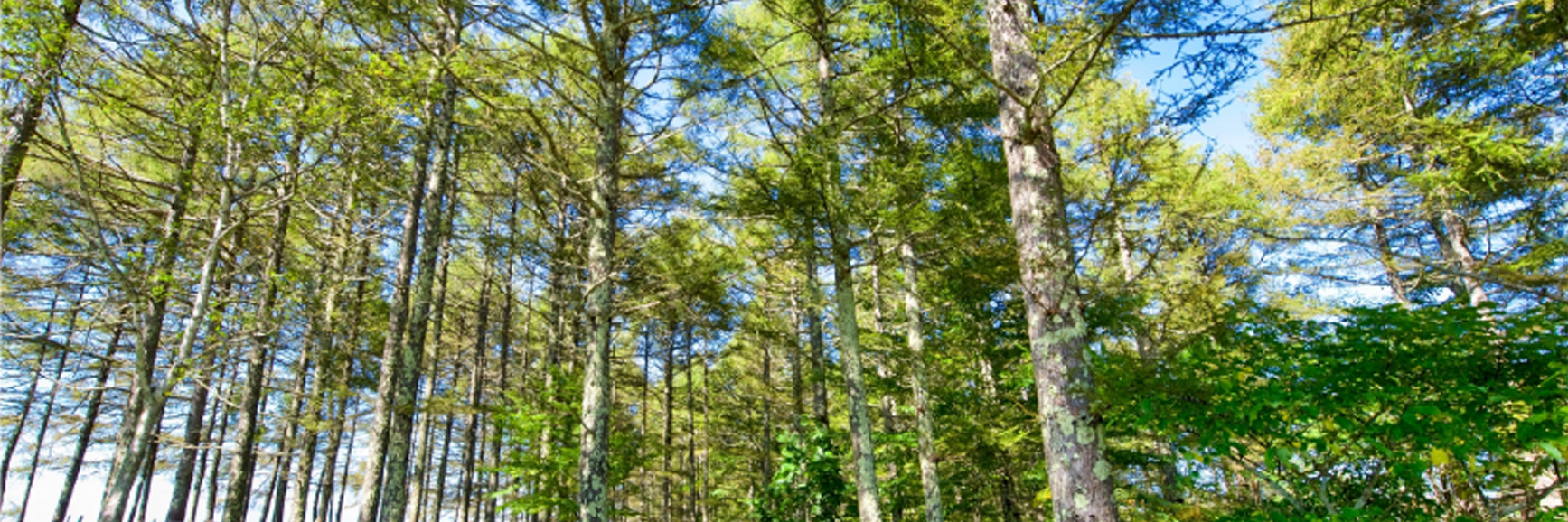 国産の東濃桧を贅沢に使用